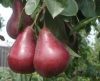 Piros Clapp (szabadgyökeres körte oltvány) Piros Clapp (szabadgyökeres körte oltvány)