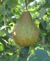 Bosc Kobak (szabadgyökeres körte oltvány) Bosc Kobak (szabadgyökeres körte oltvány)