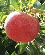 Idared (szabadgyökeres alma oltvány)