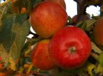 Braeburn (szabadgyökeres alma oltvány)