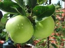 Granny Smith (szabadgyökeres alma oltvány)