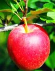 Éva (szabadgyökeres alma oltvány)