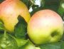 Nyári fontos (szabadgyökeres alma oltvány)