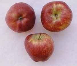 Starking (szabadgyökeres alma oltvány)