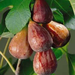 Füge (Ficus carica) "Brown Turkey"100/120