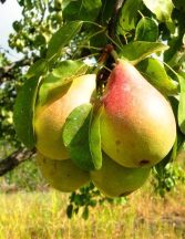 Császárkörte (szabadgyökeres körte oltvány)