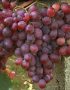 Japán Izabella (rezisztens szabadgyökeres szőlőoltvány)