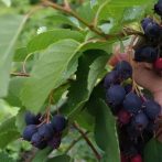   Mézalmácska, Fanyarka (Amelanchier alnifolia) "Krasnojarska" K2