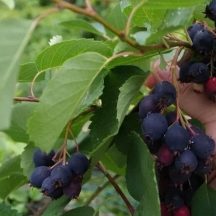   Mézalmácska, Fanyarka (Amelanchier alnifolia) "Krasnojarska" K2