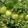 Köszméte - Pallagi óriás oltvány Köszméte - Pallagi óriás oltvány