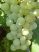 Atilla szabadgyökeres csemegeszőlő oltvány 