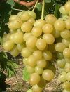 Itália (szabadgyökeres szőlő oltvány) Itália (szabadgyökeres szőlő oltvány)