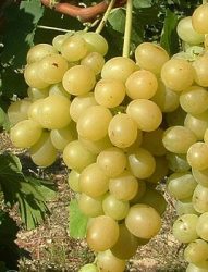 Itália (szabadgyökeres szőlő oltvány)