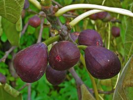 Füge (Ficus carica) "Turca"100/120