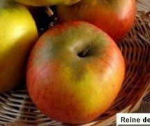 Téli arany parmen (szabadgyökeres alma oltvány)