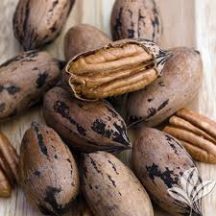 Wichita (konténeres pekándió oltvány) K5 120/140