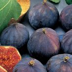 Füge (Ficus carica) "Brogiotto Nero" 15/20