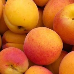 Ceglédi zamatos (szabadgyökeres sárgabarack oltvány)