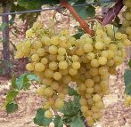 Irsay olivér (szabadgyökeres szőlőoltvány)