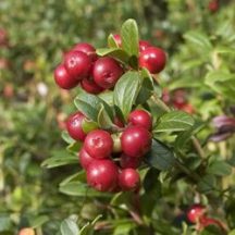   Tőzegáfonya "Vaccinium macrocarpon" (K2 -konténeres növény) 40/50