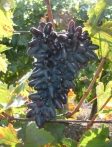 Souvenir (szabadgyökeres szőlőoltvány)