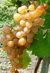 Zalagyöngye - szabadgyökeres szőlőoltvány