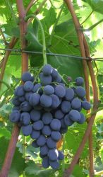 Moldova (szabadgyökeres szőlőoltvány)