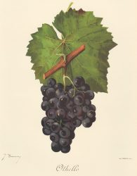 Othelló (szabadgyökeres szőlő oltvány)