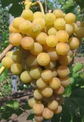 Bolgár rezi (szabadgyökeres szőlő oltvány)