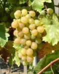 Sarolta - szabadgyökeres szőlőoltvány