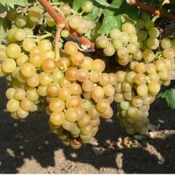 Belgrádi magvatlan (magnélküli szabadgyökeres szőlő oltvány)