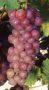   Chasselas-piros -Piros saszla (szabadgyökeres szőlő oltvány)