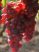 Chasselas-piros -Piros saszla (szabadgyökeres szőlő oltvány)