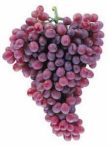   Ruby King magnélküli szőlő (szabadgyökeres szőlő oltvány)
