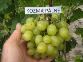 Kozma Pálné muskotály (szabadgyökeres szőlőoltvány)
