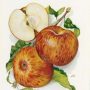   Fahéj v. Nyári csíkos fűszeres alma (szabadgyökeres alma oltvány)