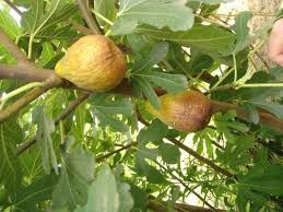 Füge (Ficus carica) "Dottato"