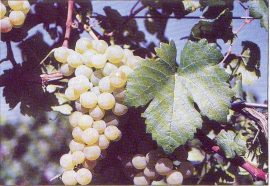 Chasselas - fehér (szabadgyökeres szőlő oltvány)