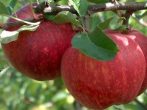 Tenroy (Royal Gala) Szabadgyökeres alma oltvány