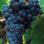   Conegliano  (másnéven Adriana) szabadgyökeres szőlőoltvány
