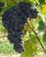 Conegliano  (másnéven Adriana) szabadgyökeres szőlőoltvány