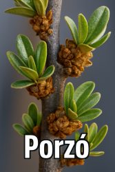 Pollmix (2l-es konténeres homoktövis-porzó)