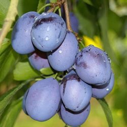 Topfirst (szabadgyökeres szilva oltvány) Topfirst (szabadgyökeres szilva oltvány)