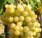 Boglárka - szabadgyökeres szőlőoltvány
