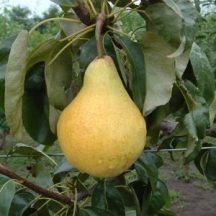 Bohusné vajkörtéje (földlabdás körte oltvány)