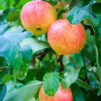  Pomforyou /Lancelot (szabadgyökeres, oszlopos alma oltvány) 