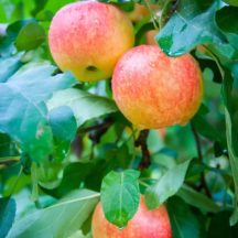   Pomforyou /Lancelot (szabadgyökeres, oszlopos alma oltvány) 