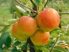 Pomforyou /Lancelot (szabadgyökeres, oszlopos alma oltvány) Pomforyou /Lancelot (szabadgyökeres, oszlopos alma oltvány)