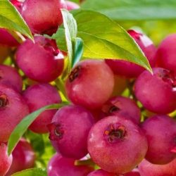 Kék áfonya -‘Pink Blueberry’ - 2 l-es konténerben