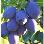 Cacanska rana (szabadgyökeres szilva oltvány)